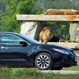 African Lion Safari
