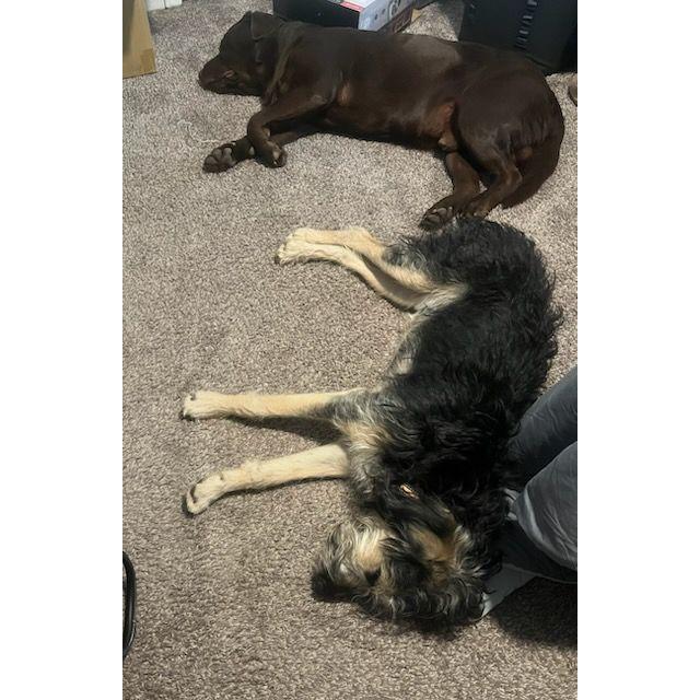 Just a Typical Day for Easton and Bella!
