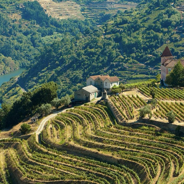 Douro valley wine tasting