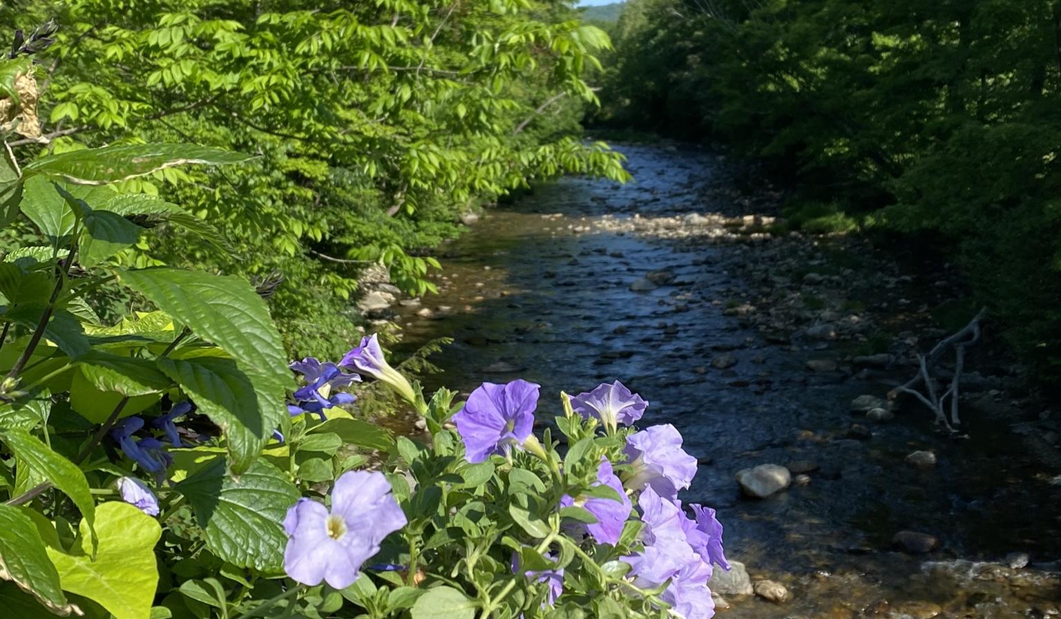 The Wedding Website of Amanda Terwilliger and Joe Knockenhauer