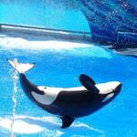 SeaWorld San Antonio