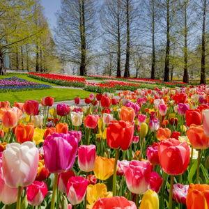 Daytrip to Keukenhof Tulip Festival