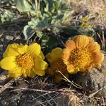 Hiking, wildflowers, and sunshine!