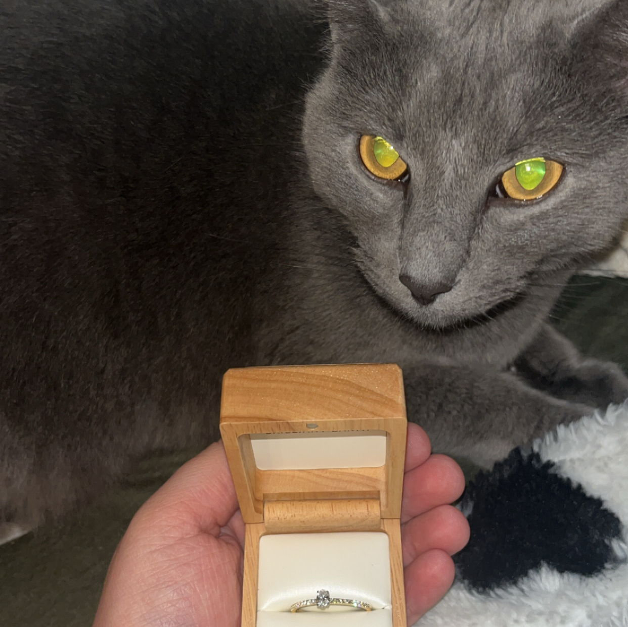 When Cadie and Ian told their son Sapper Cat that his paw-rents are getting married!
