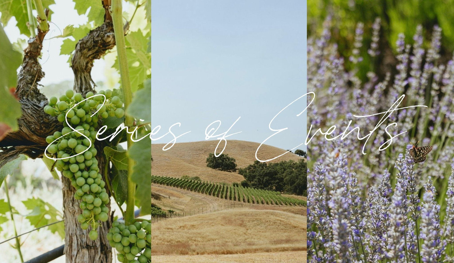 The Wedding Website of Amanda Dible and Ned Murphy