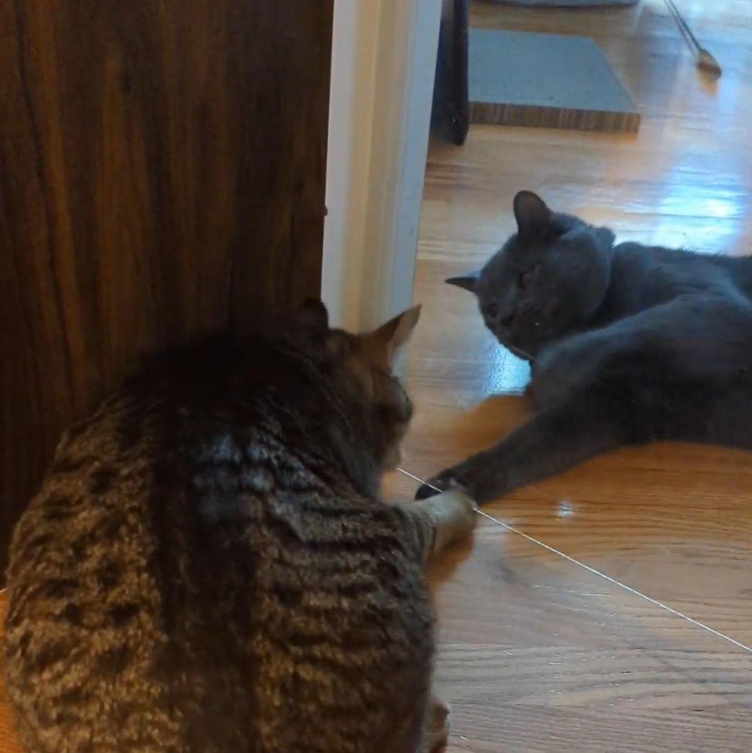 Brian build a plexiglass barrier so his cat and Erin's cat could get used to each other in their new apartment. Though they were hesitant at first, they began to play under the tiny gap in the pane.