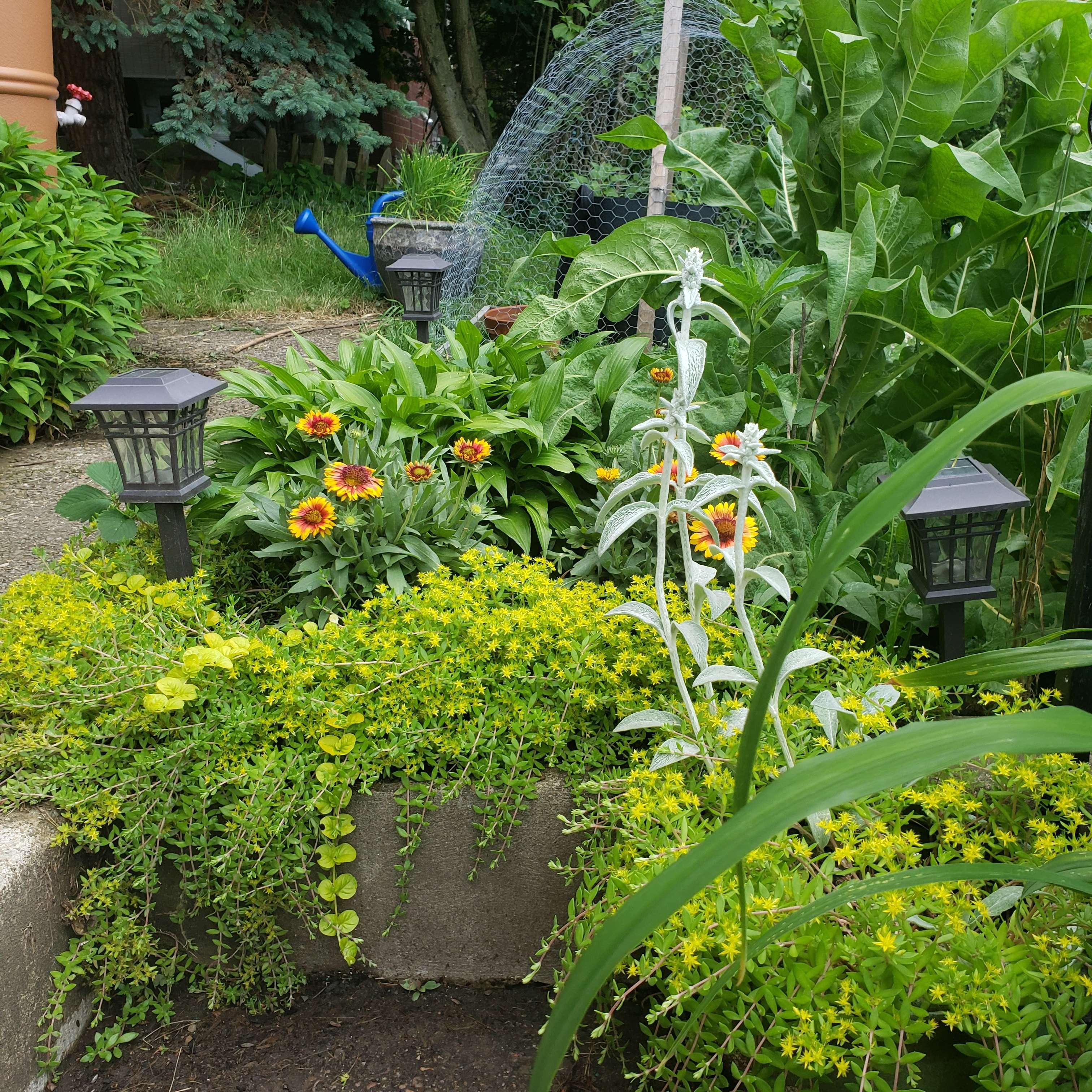 Our garden