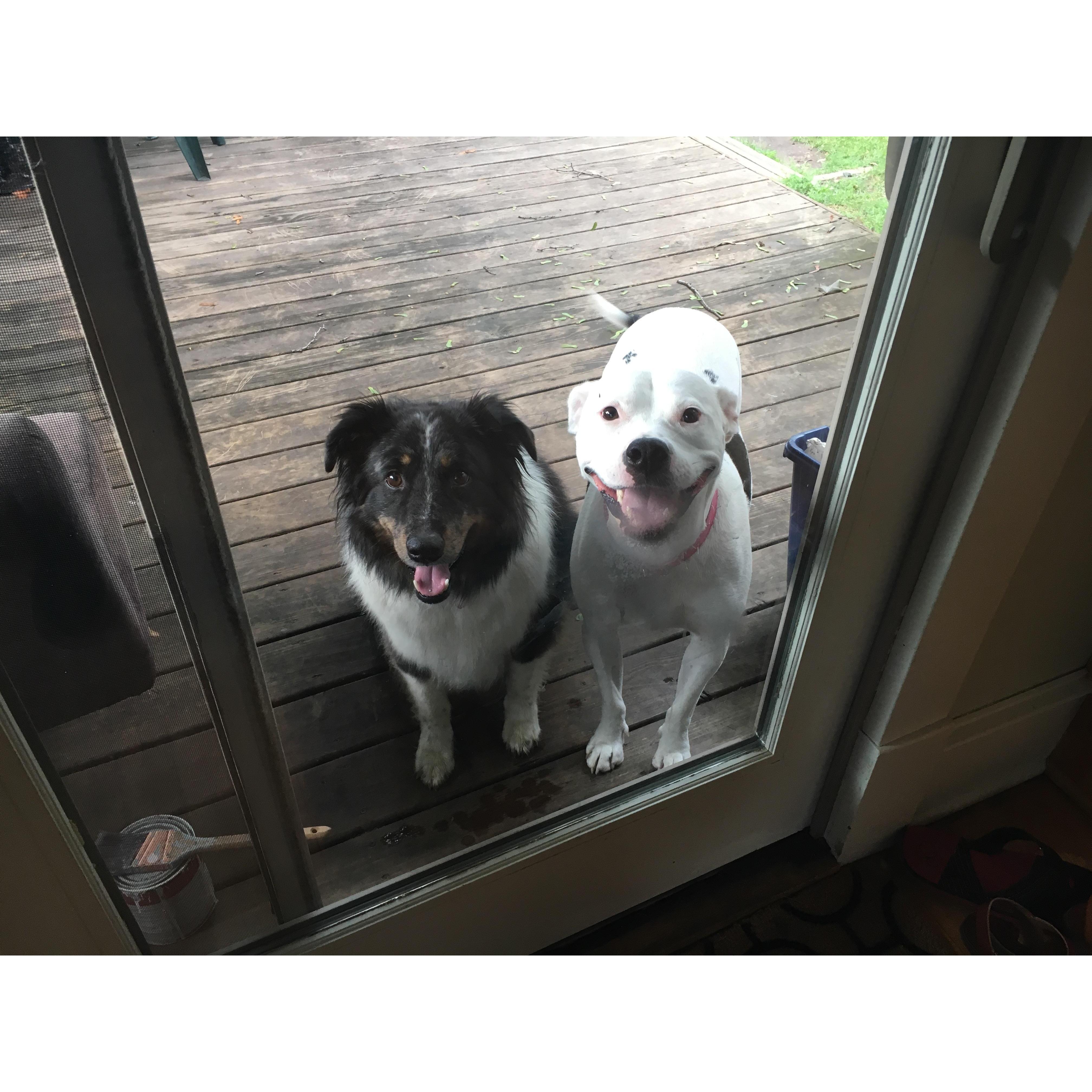 Luna and her friend Meeko playing in the backyard