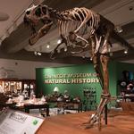 Carnegie Museum of Natural History