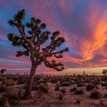 Joshua Tree National Park