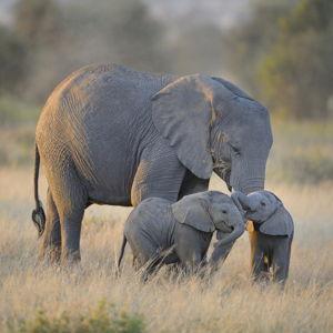 Honeymoon: Elephant Excursion in Chiang Rai