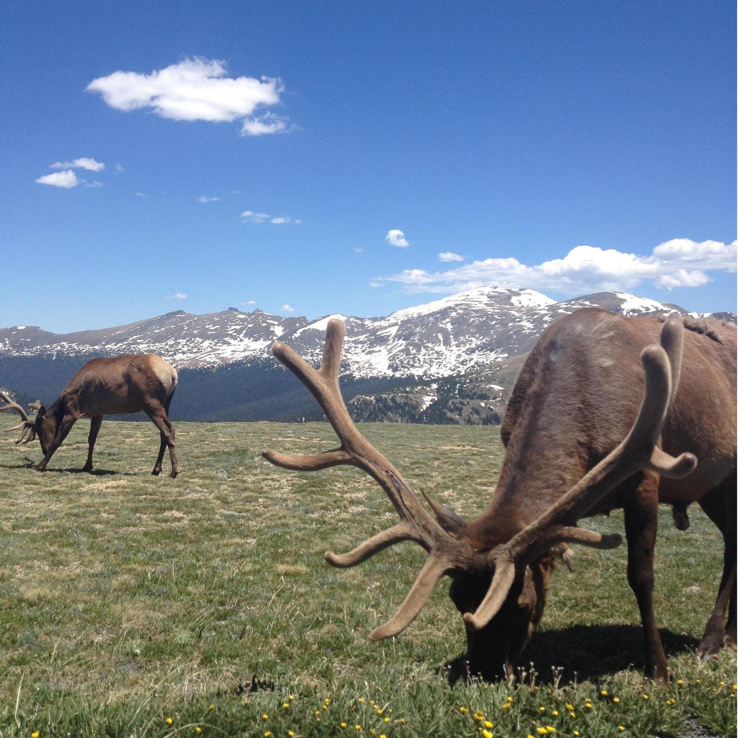 Jamie and Rocky with the Elks, or whatever.
