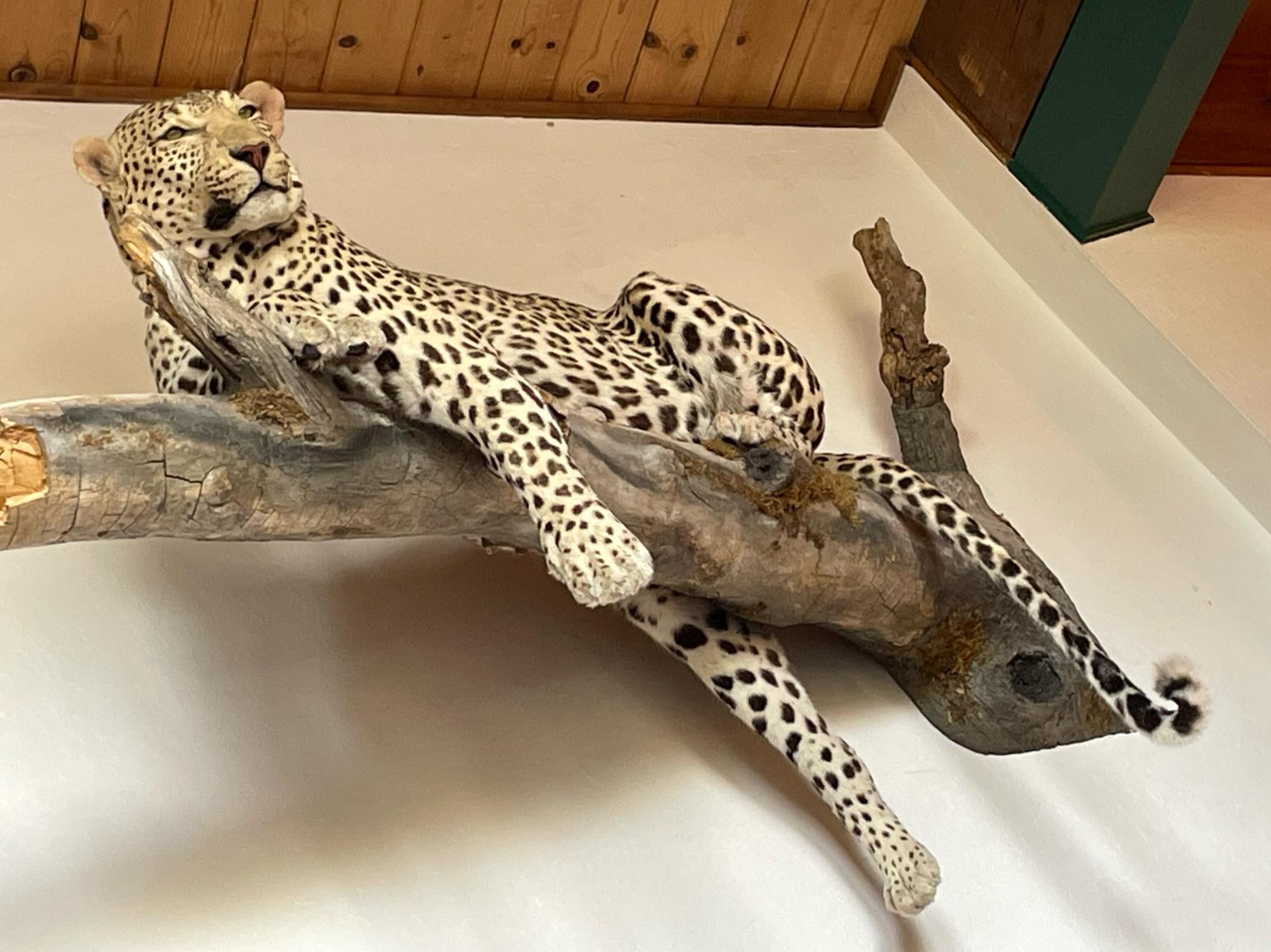 VRBO Leopard