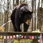 Bear Hollow Zoo