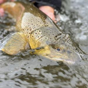 Westbank Anglers Fly Fishing Day in Jackson Hole