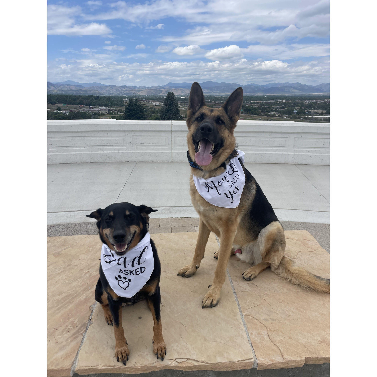 Our fur babies Moose and Roxy