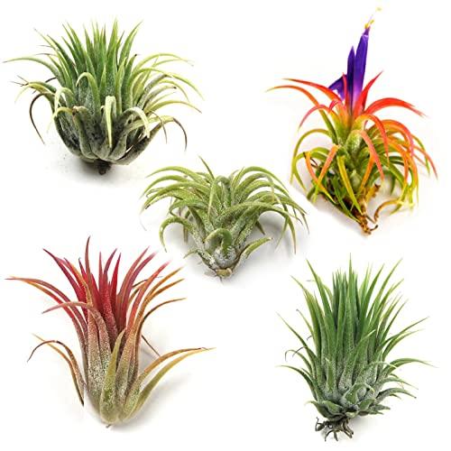 Air Plants - Ionantha Mexican - Set of 5 Air Plants - Colors Vary Throughout The Year - Fast Shipping - Tillandsia House Plants - Includes PDF E-Book By Jody James