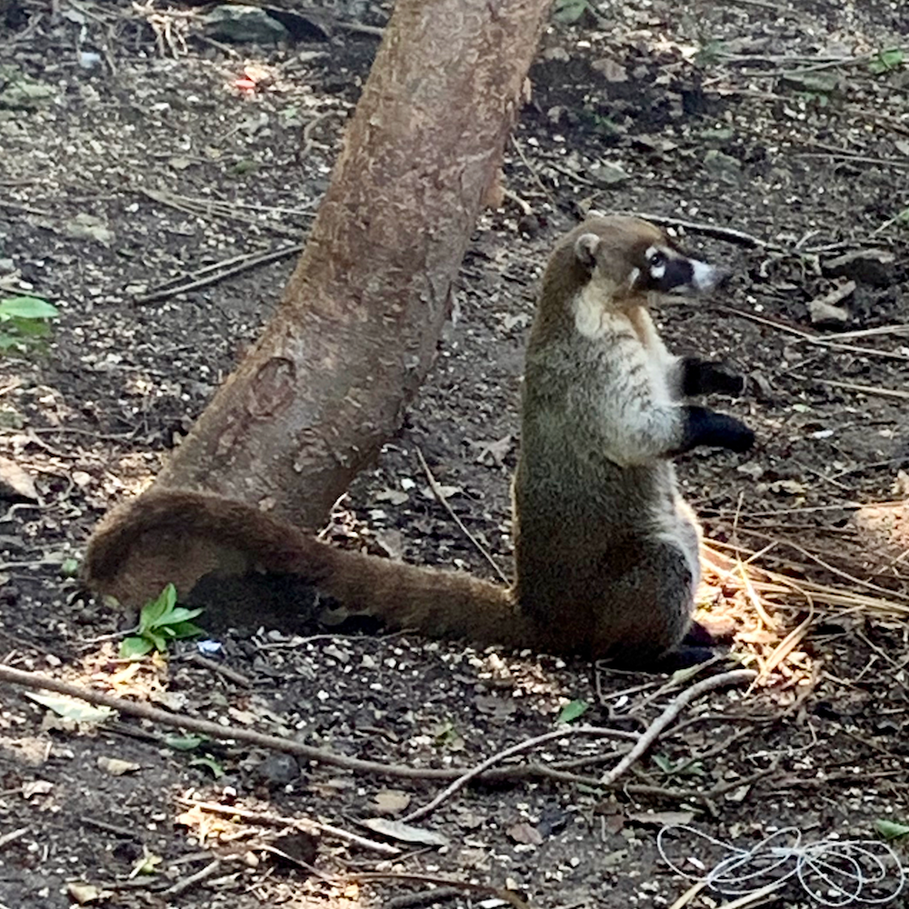 The Coati is like a Mexican raccoon.  One of our favorite of the local animals you can't see anywhere else.