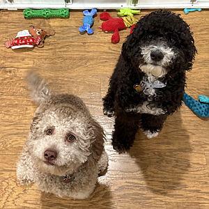 Chopper & Athena fund