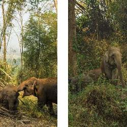 Elephant Nature Park in Chiang Mai