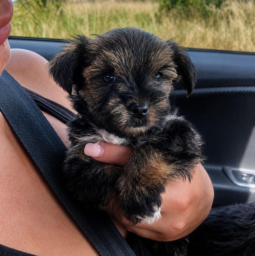 Our First Puppy
