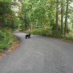Blue Ridge Parkway