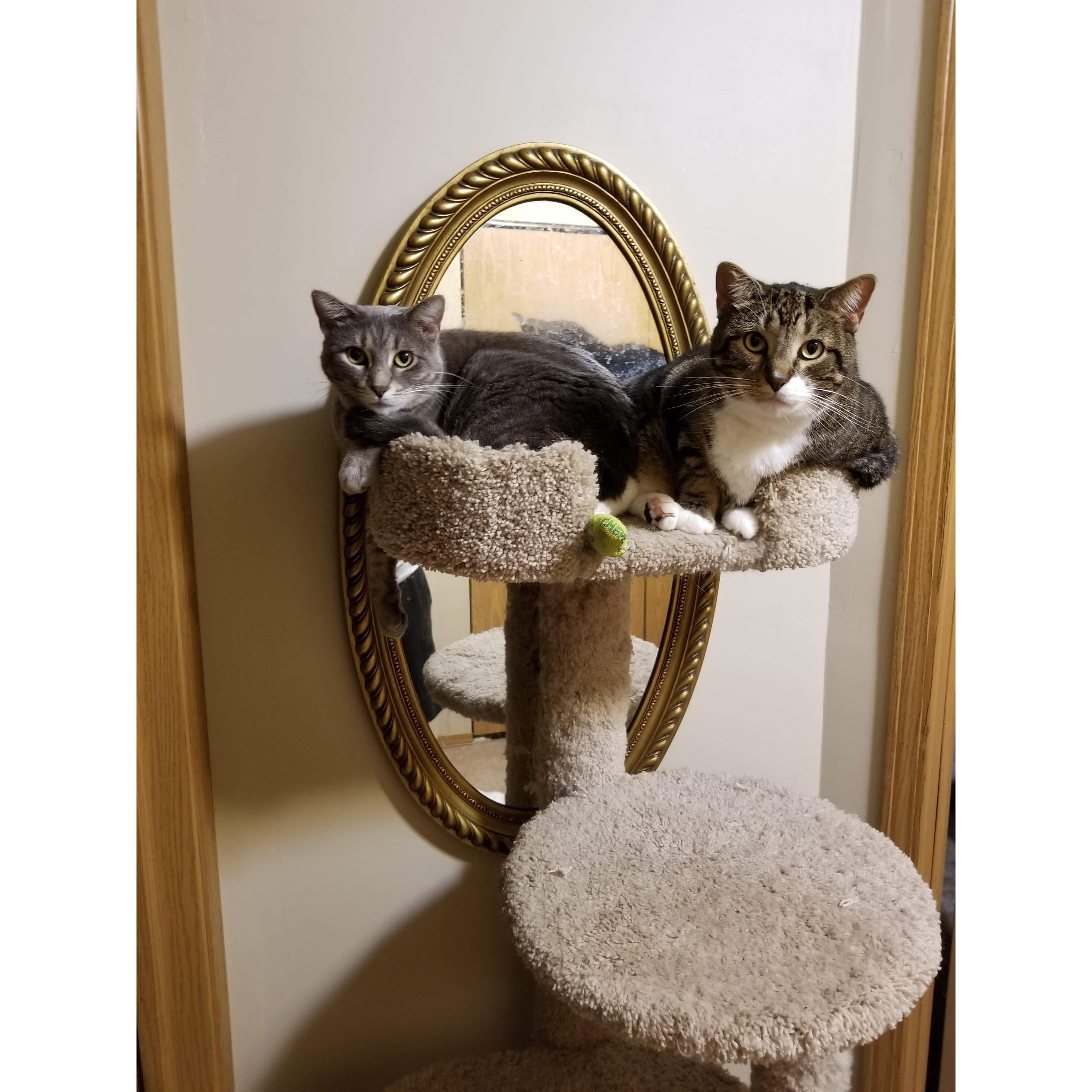 Fur babies Selena and Lynx