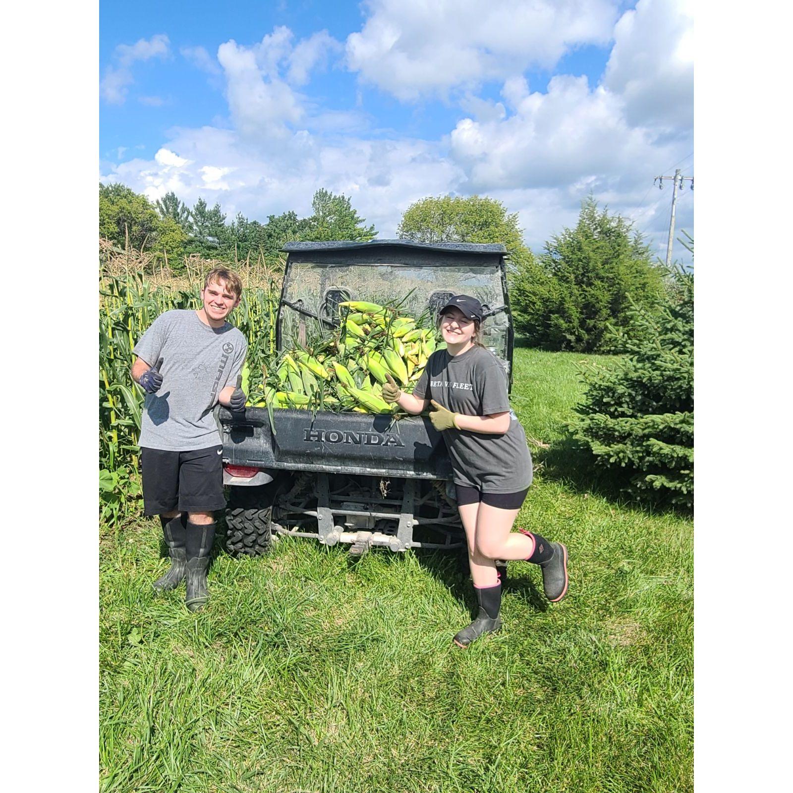 Wedding sweet corn picking