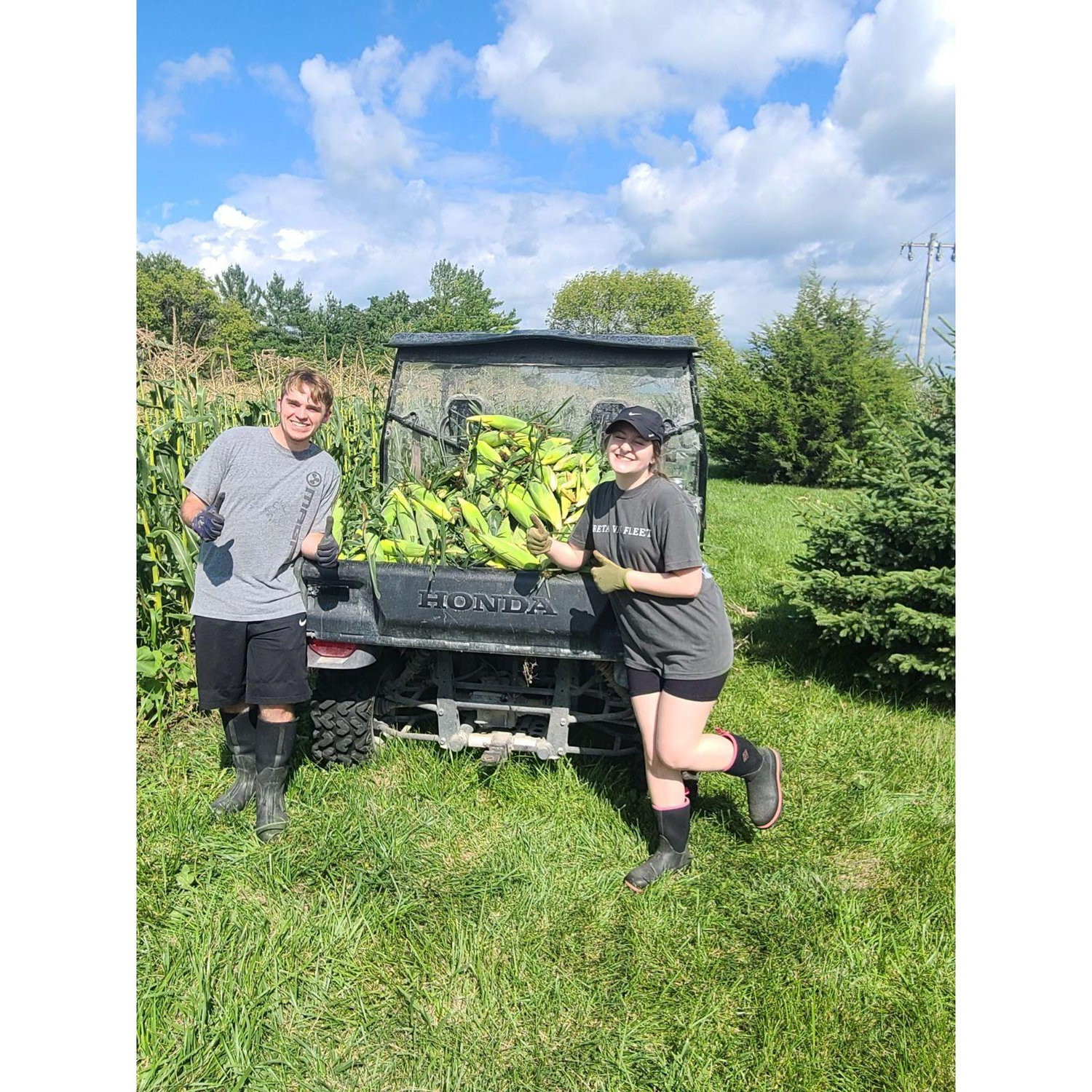 Wedding sweet corn picking