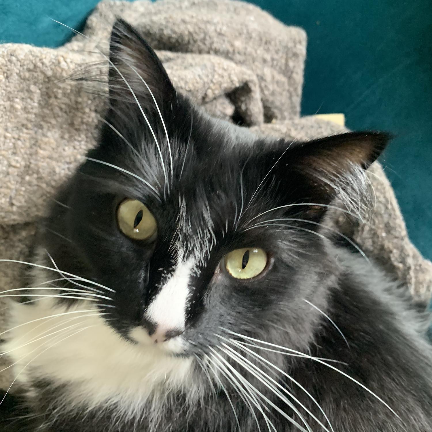 Figgy: I'm excited to live in a two-parent family.  Not so excited about cat siblings.  Dog emotions TBA.