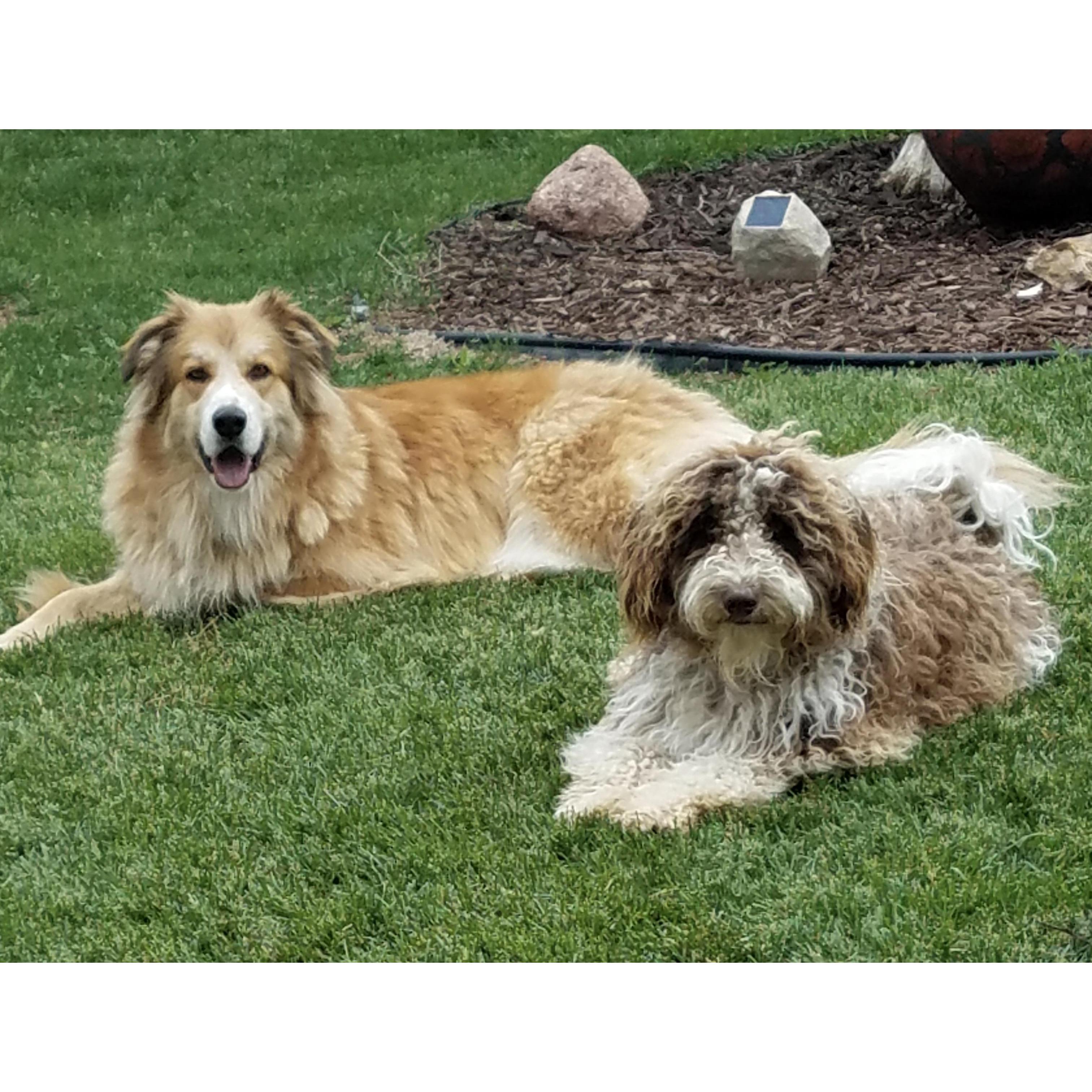 Dezi and Char, our fur babies.