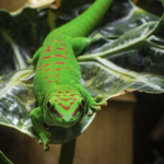 California Academy of Sciences