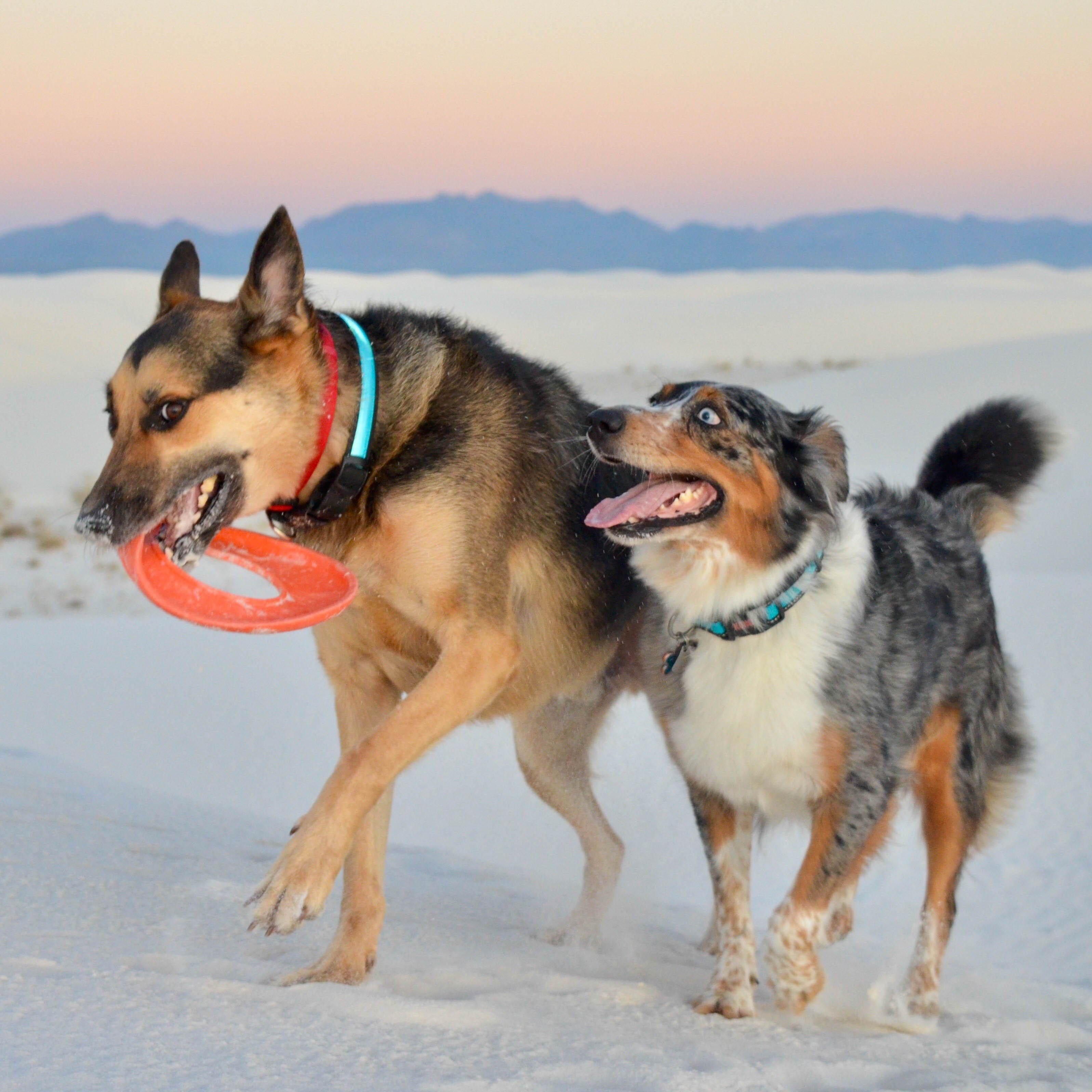 Balto and Luna in White Sands