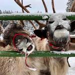 Leavenworth Reindeer Farm