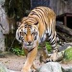 Lincoln Park Zoo