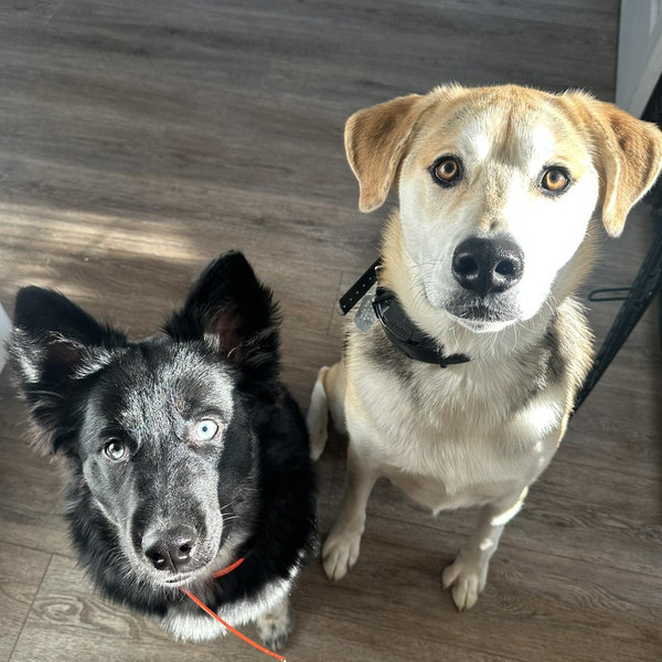 Treats for a Year 🦴