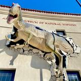 Arizona Museum of Natural History