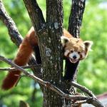 Seneca Park Zoo