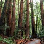 Muir Woods National Monument