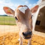 Simply Natural Creamery