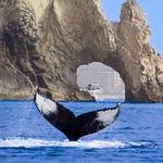 Humpback Whale Watching