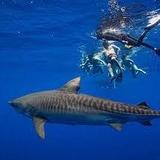 Shark Dive - Deep Blue Eco Tours