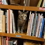 Known Grove: Books and More