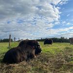 The Musk Ox Farm