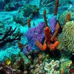 Mesoamerican Reef