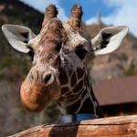 Cheyenne Mountain Zoo