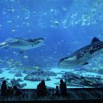 Georgia Aquarium