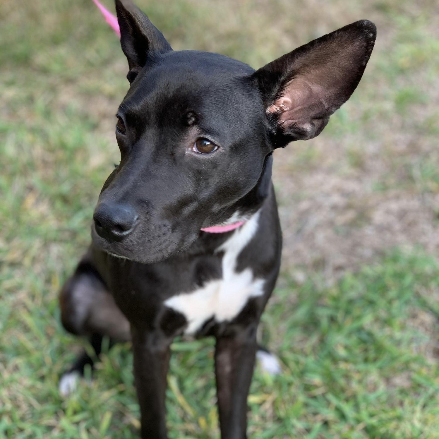 BABY LYRA (our first fur baby)
