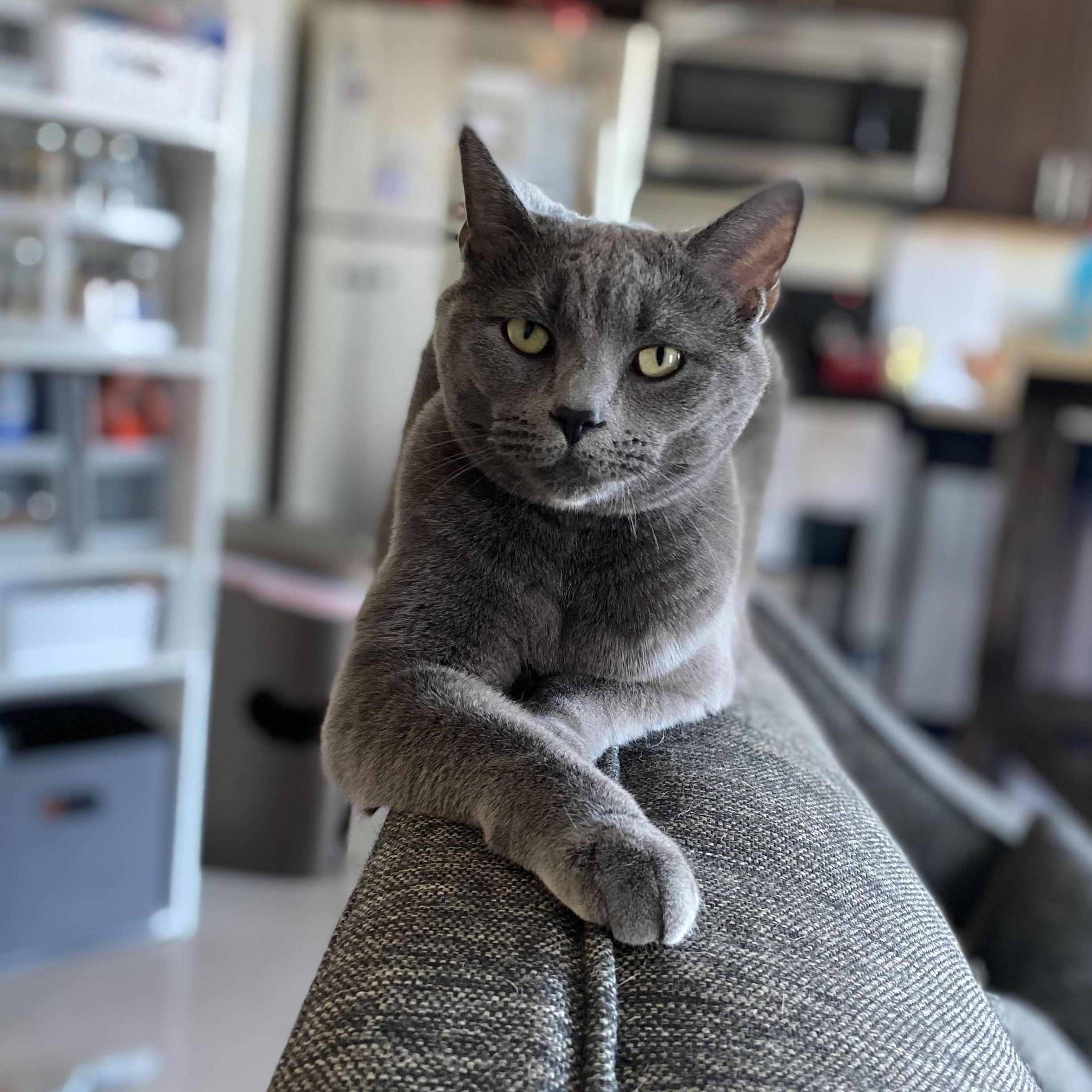 Have you met our pets? This is Luna, our British Shorthair rescue. Sam only pretends not to like her, lol