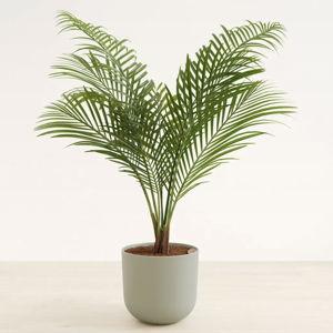 Majesty Palm plant